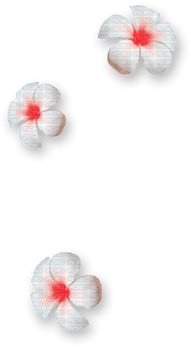 Flowers.White.Red - ingyenes png