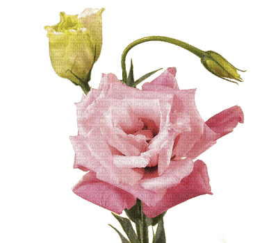 pink yellow roses sunshine3 - безплатен png
