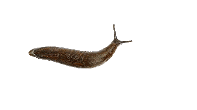 slug - Free animated GIF