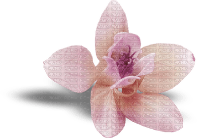 Kaz_Creations Pink Deco Flower Colours - PNG gratuit