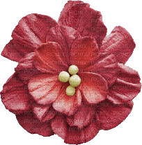 Flower Blume red yellow - бесплатно png
