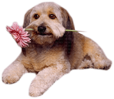 Kaz_Creations Animals Dogs Dog Pup 🐶Flowers - png gratis