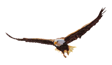 EAGLE FLYING GIF AIGLE VOLANT - Free animated GIF - PicMix