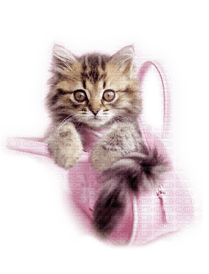 Kaz_Creations Cats Cat Kittens Kitten Bag - png gratuito