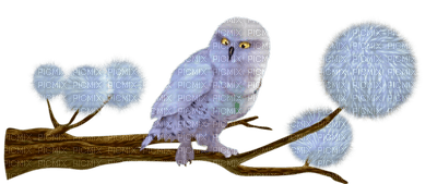 Kaz_Creations Birds Bird Owls Owl - zadarmo png