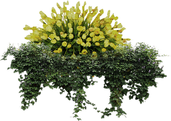 Bloemen en Planten - ilmainen png