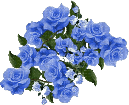 Roses bleues - png gratis