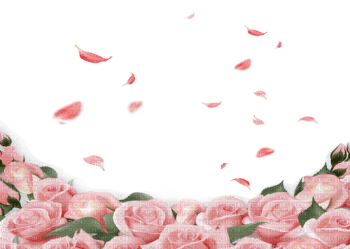 pink roses background with fallen petals - 免费PNG