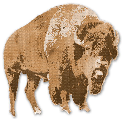 Bison - 免费PNG