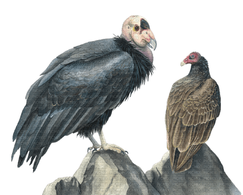 vultures - δωρεάν png