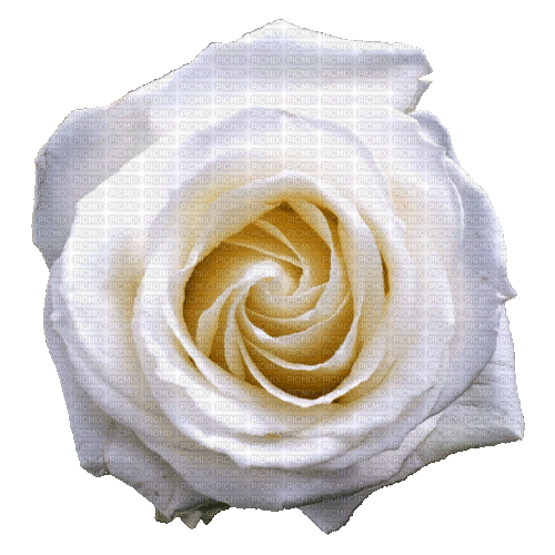 White Rose - GIF animado grátis