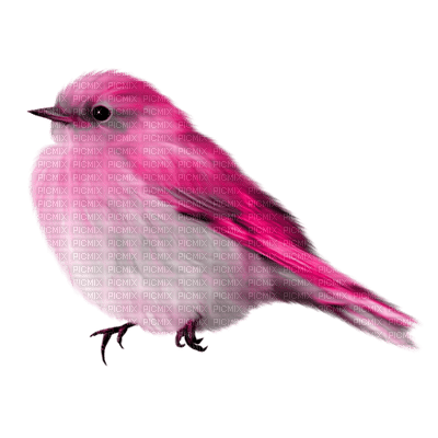 Kaz_Creations Deco Bird Birds Colours - png grátis