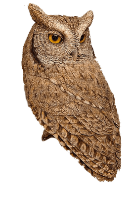owl katrin - zadarmo png