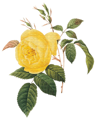yellow rose - png gratuito