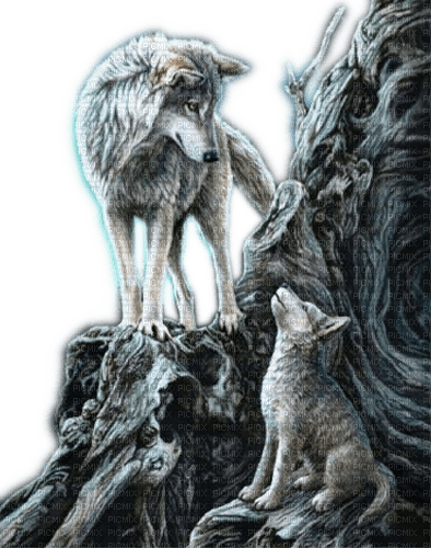 Rena Wölfe Wolves Animals Tiere - PNG gratuit