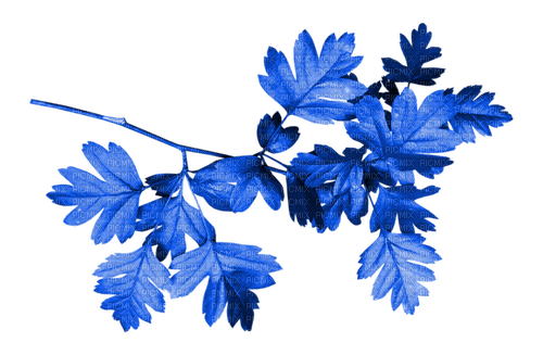 Branch.Leaves.Blue - zdarma png
