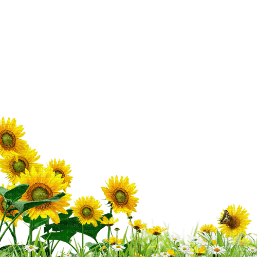 sunflowers Bb2 - безплатен png