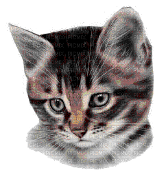 MMarcia gif gatinho  chaton kitten - GIF animate gratis