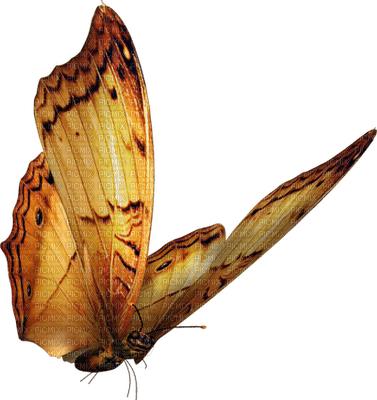 patymirabelle papillon - ingyenes png