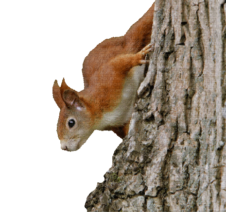Herbst automne autumn squirrel - Besplatni animirani GIF