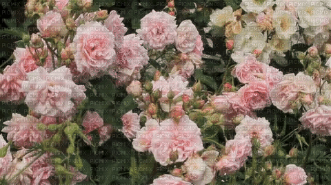 Roses - Gratis animerad GIF