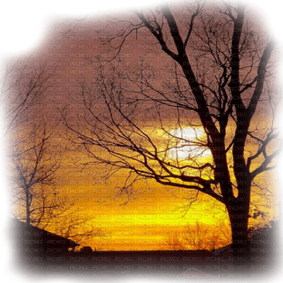 TREE landscape sunset  arbre PAYSAGE  Soleil - PNG gratuit