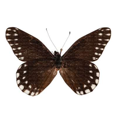 Butterfly - nemokama png