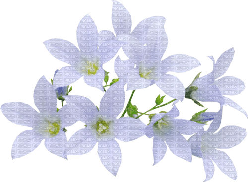 White Flowers - 無料png