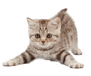 cats,gato-l - Free PNG