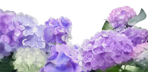 Flowers Purple Nature ♫{By iskra.filcheva}♫ - png gratuito