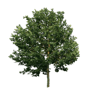 Деревья - 無料のアニメーション GIF