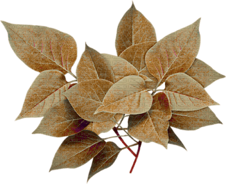 autumn branch by nataliplus - zdarma png