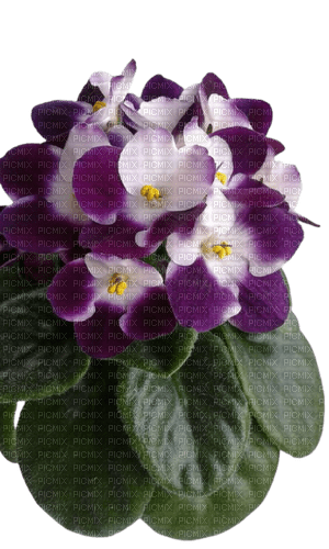 violets - png gratuito