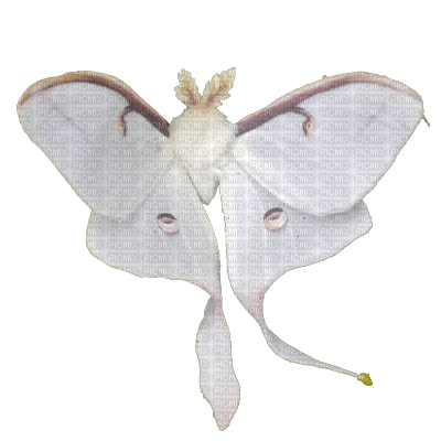 luna moth 3 - bezmaksas png