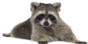 Kaz_Creations Raccoon - png grátis