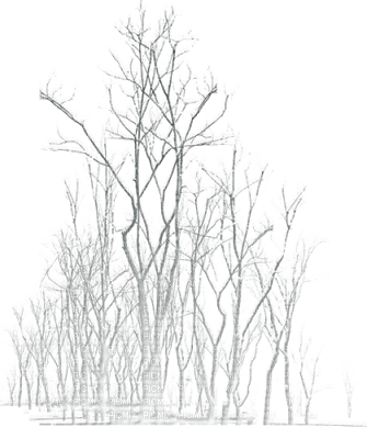 Plants.Winter.Hiver.Victoriabea - Free PNG