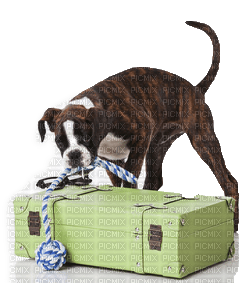 travel pets bp - 免费PNG