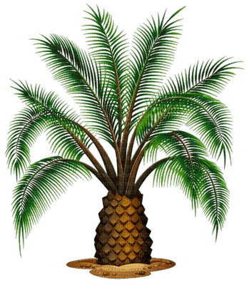 nbl - palm tree - фрее пнг