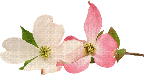 dolceluna pink white flowers - PNG gratuit