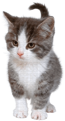 patymirabelle chat - 免费PNG