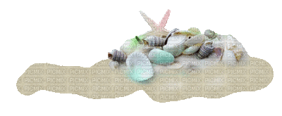 muschel shell shellfish coquille sea meer mer ocean océan ozean  fish  summer ete beach plage  strand  tube sand sable - 無料のアニメーション GIF