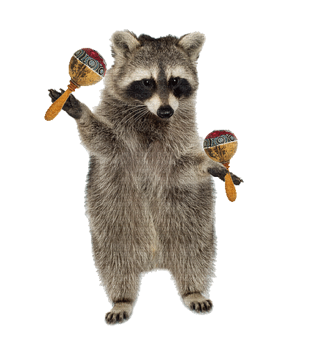 raccoon - GIF animate gratis