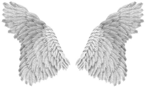 kikkapink angel wings white - ücretsiz png