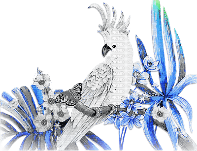 soave deco summer tropical bird parrot branch - 無料png