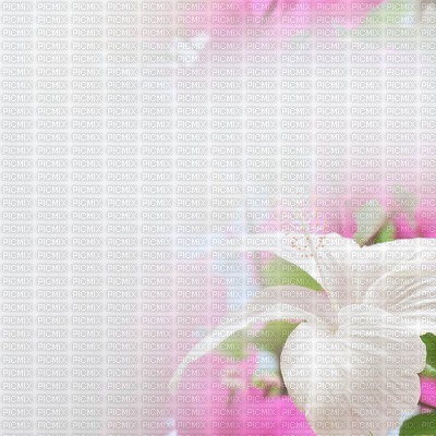 Kaz_Creations Deco  Flowers Backgrounds Background Colours - png ฟรี