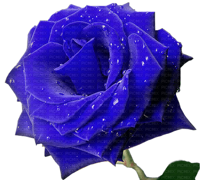Kaz_Creations Deco Flowers Flower Colours - png gratuito