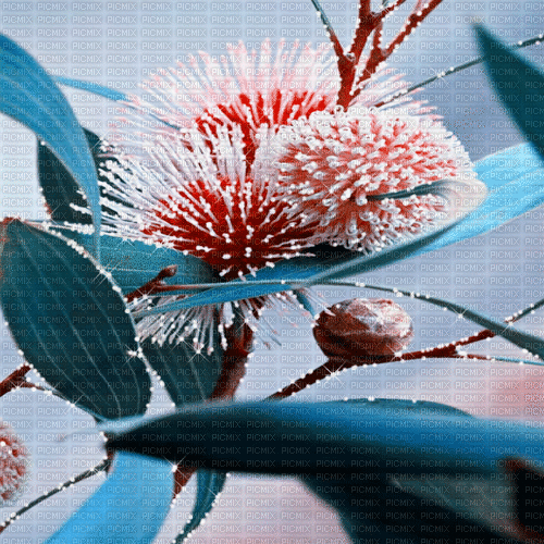 flowers milla1959 - Бесплатный анимированный гифка