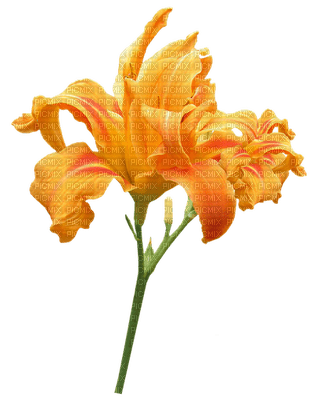kukka, flower, fleur - nemokama png