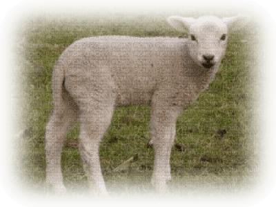 Kaz_Creations Animals Lamb Sheep - gratis png