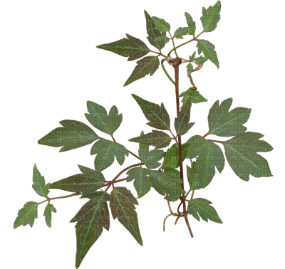 leaves, lehdet, luonto, nature - kostenlos png